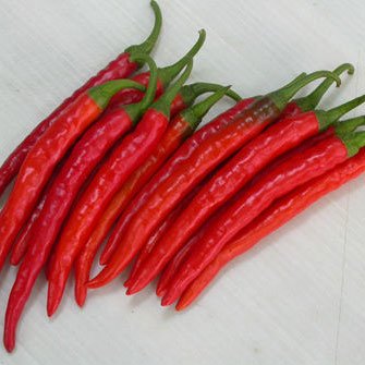 Hạt Giống Ớt Chỉ Thiên INNO-557