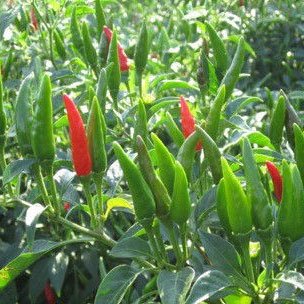 Hạt Giống Ớt Chỉ Thiên INNO-556