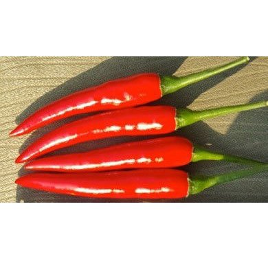 Hạt Giống Ớt Chỉ Thiên INNO-555