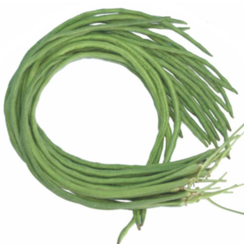 Hạt Giống Đậu Đũa XANH-ĐUÔI TÍM INNO-519