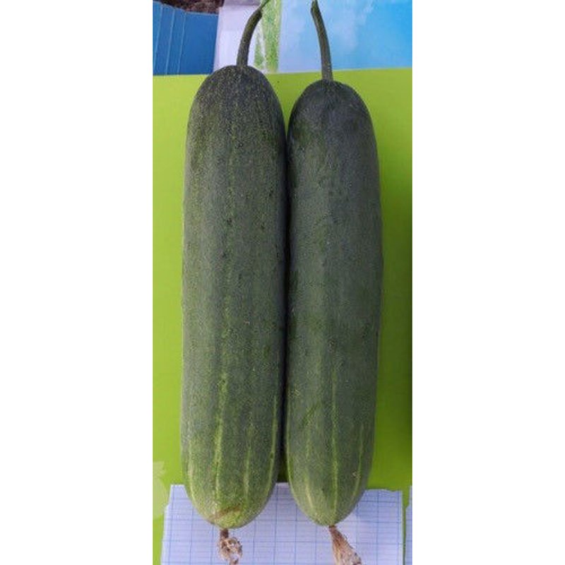 Hạt Giống Dưa Leo INNO-N02
