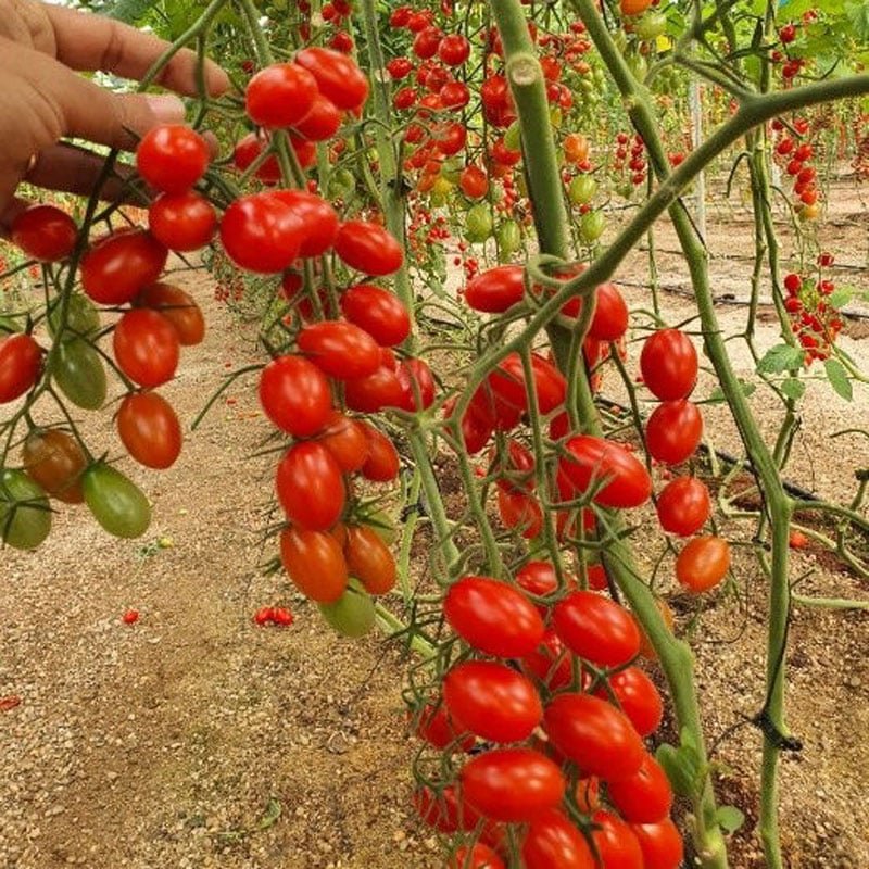 Hạt Giống Cà Chua CHERRY ĐỎ INNO-R10