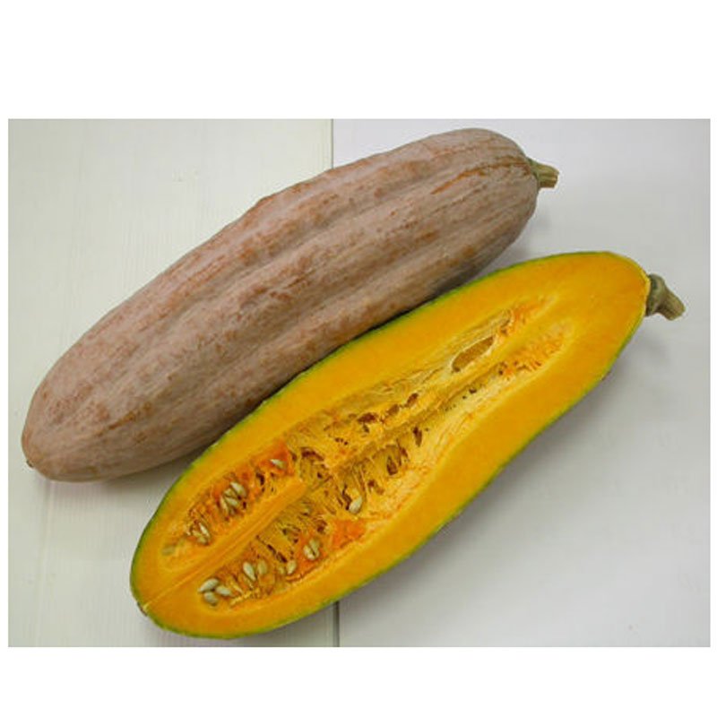 Hạt Giống Bí Sáp Dài INNO - 088