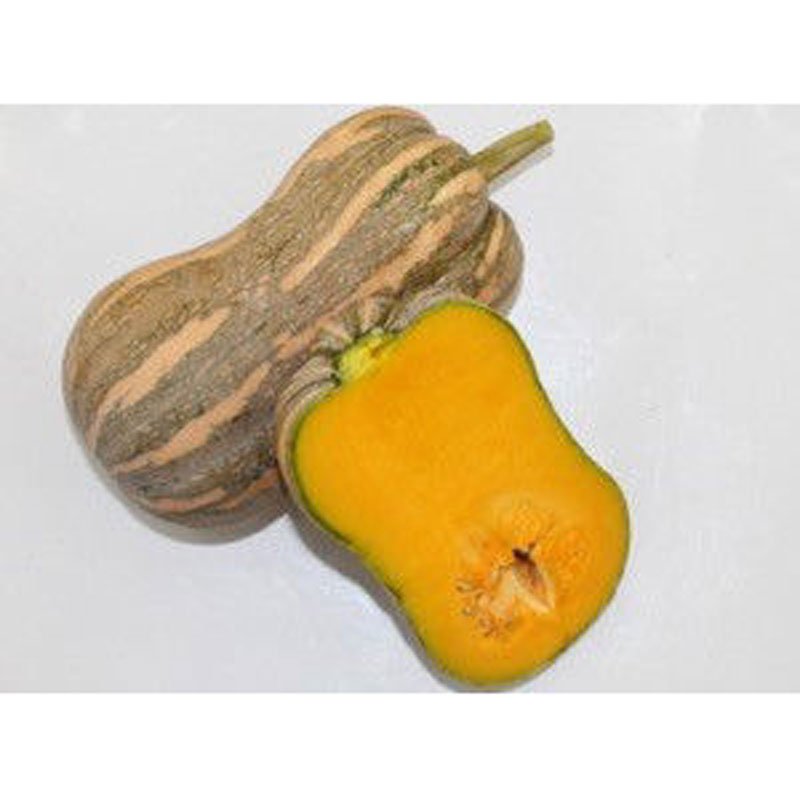 Hạt GIống Bí Hạt Đậu INNO 203