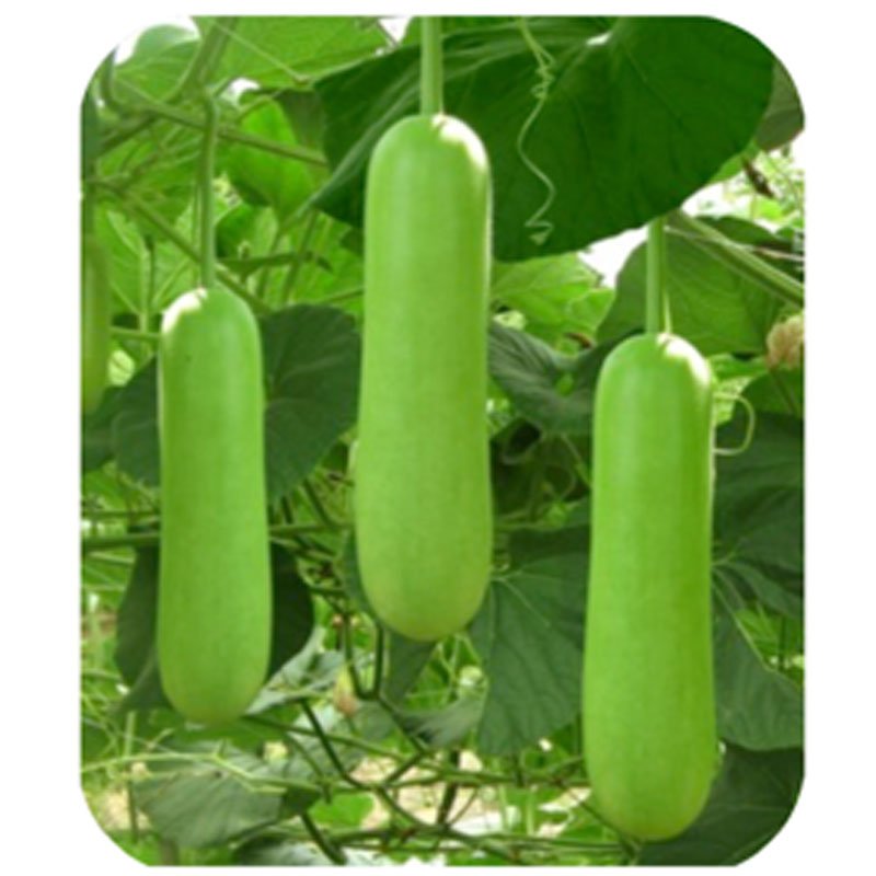 Hạt Giống Bầu Xanh INNO-011