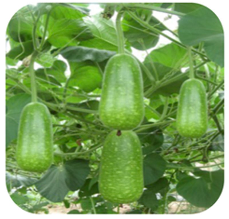 Hạt Giống Bầu Sao INNO-025