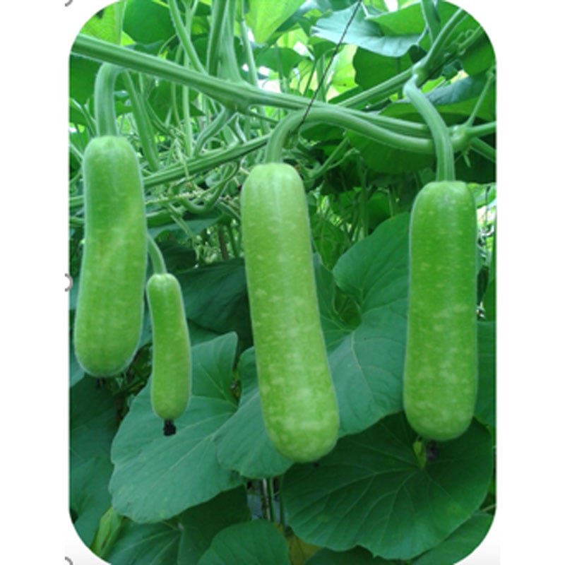 Hạt Giống Bầu Sao INNO-024