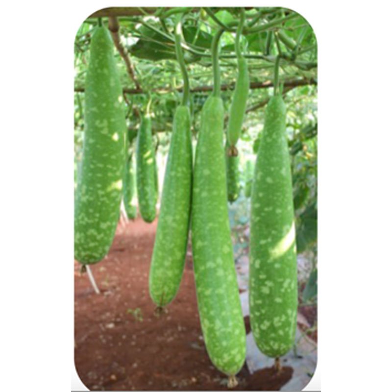 Hạt Giống Bầu Sao INNO-022