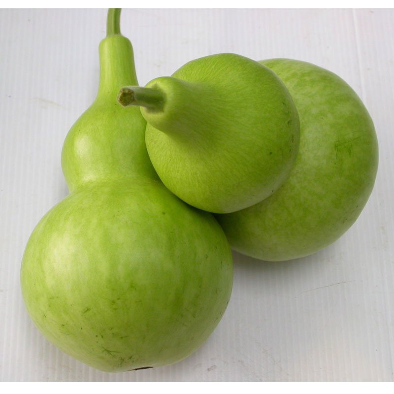 Hạt Giống BẦU HỒ LÔ INNO-012