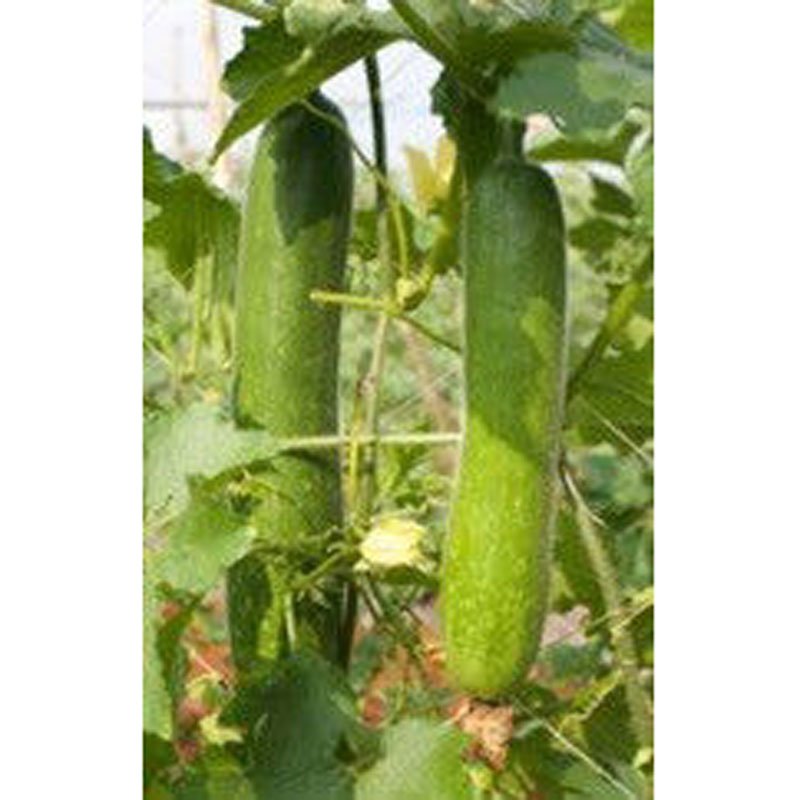 Hạt Giống Bí Đao Xanh INNO-444