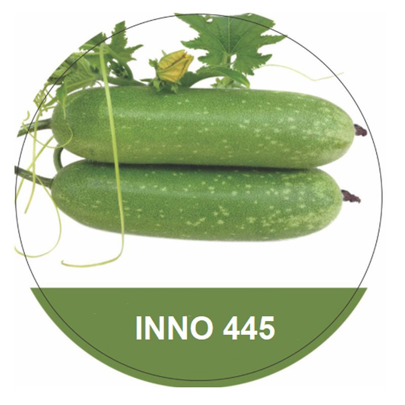Hạt Giống Bí Đao Xanh Inno 445