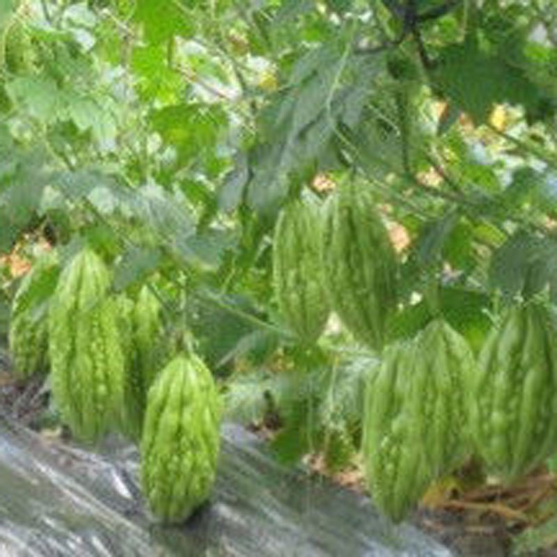 Hạt Giống Khổ Qua Lai F1 - INNO M34