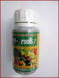 Root 2