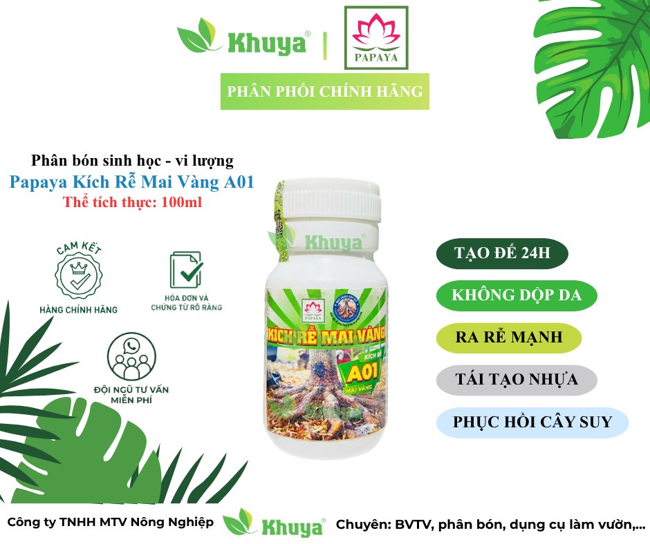 Papaya Kích Rễ Mai Vàng A01
