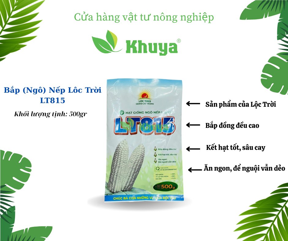 Bắp LT815 500gr