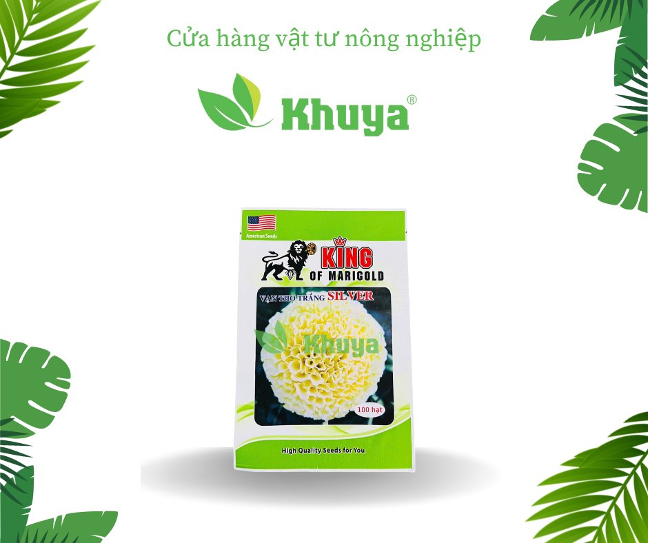 Vạn thọ trắng silver Mỹ (100 hạt)