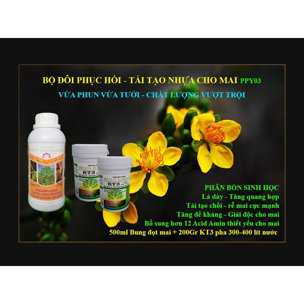 Bộ Phục hồi mai và tái tạo nhựa cây Mai nhỏ