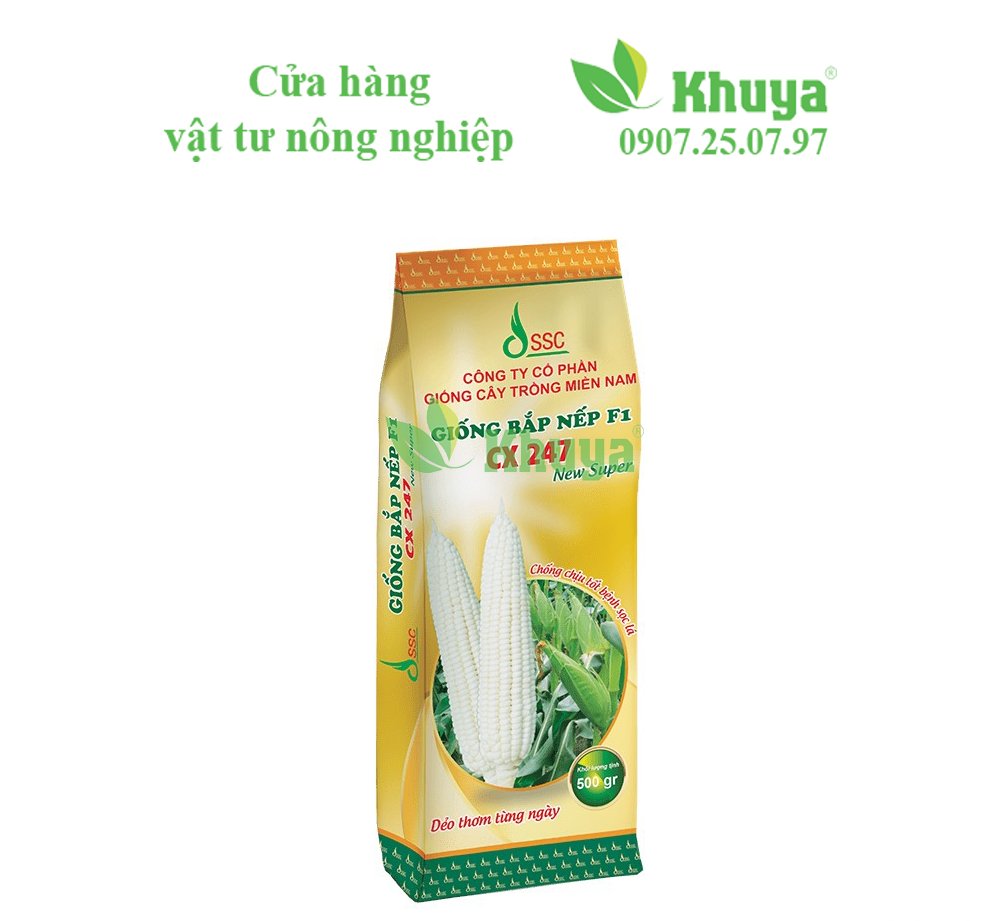 Bắp CX 247 500gr