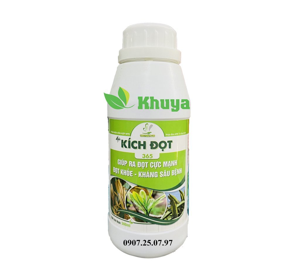 Wester Kích đọt 500ml