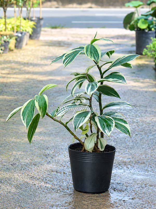 Cây Chong Chóng Var