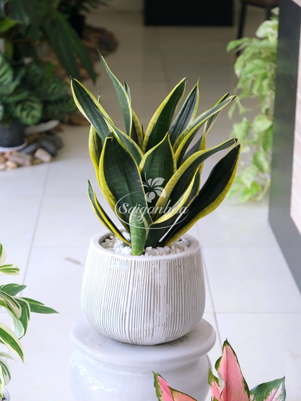 Chậu Cây Lưỡi Hổ Bá Vương