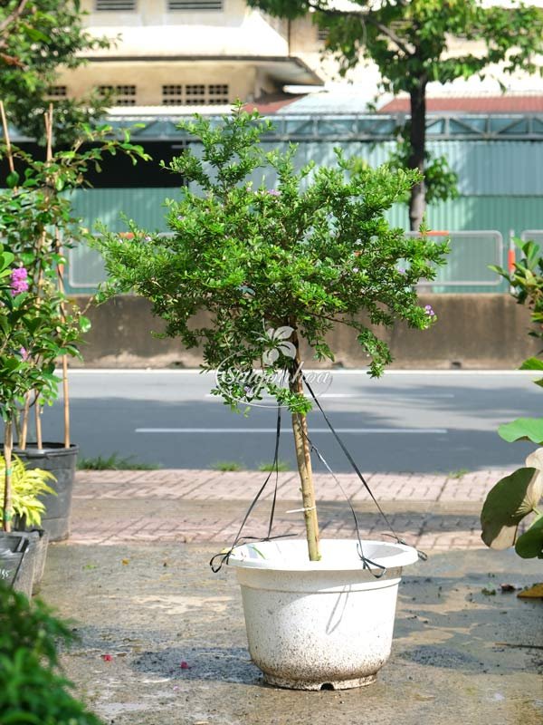 Linh Sam 1 Cốt