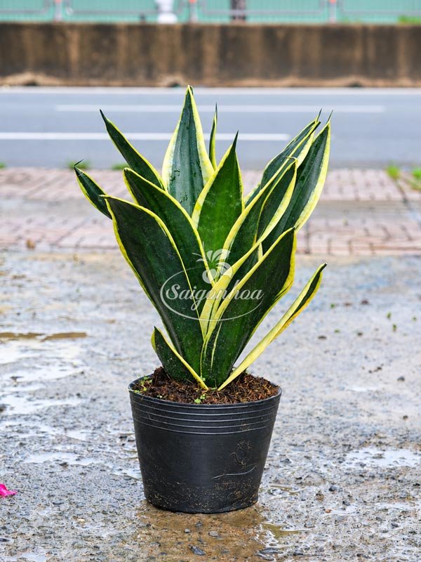 Lưỡi Hổ Bá Vương