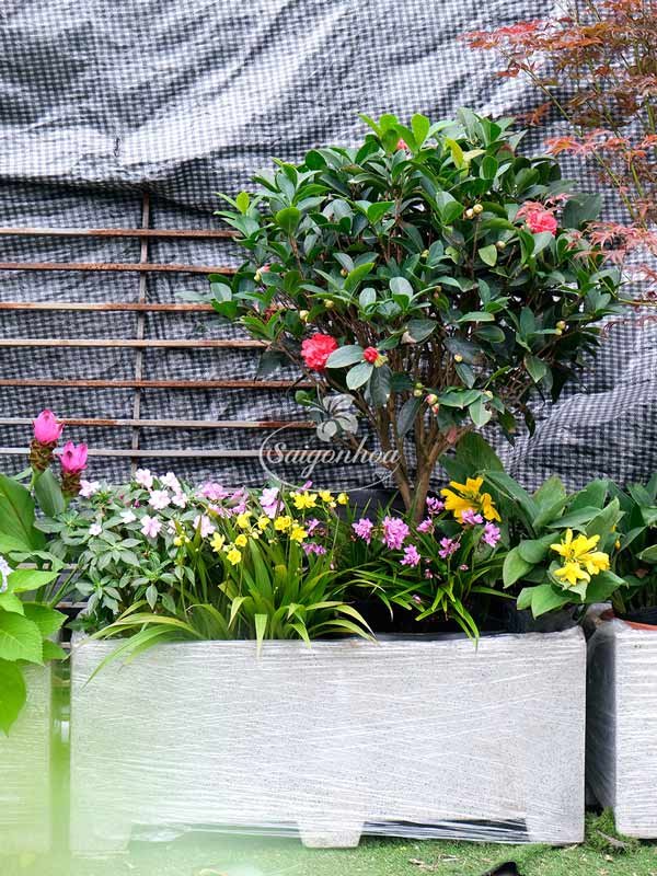 Bồn Hoa Trà My Cho Nàng Năng Động