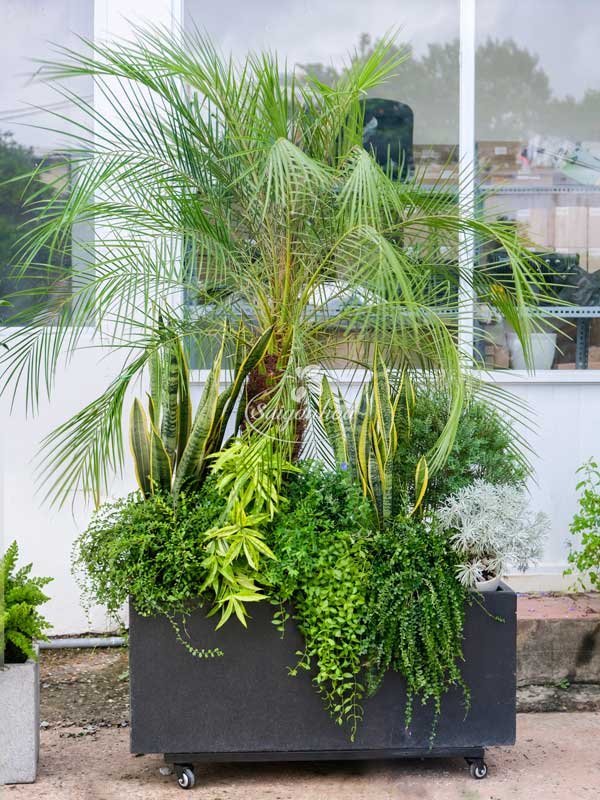 Bồn Cây Phong Cách Địa Trung Hải
