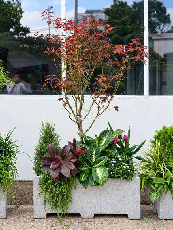 Bồn Cây Phong Lá Đỏ Nhiệt Đới