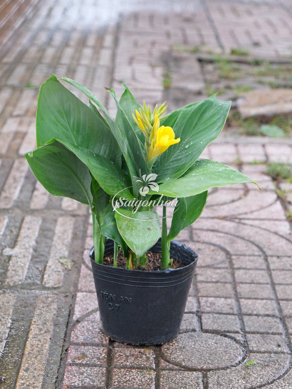 Cây Chuối Thái Lùn