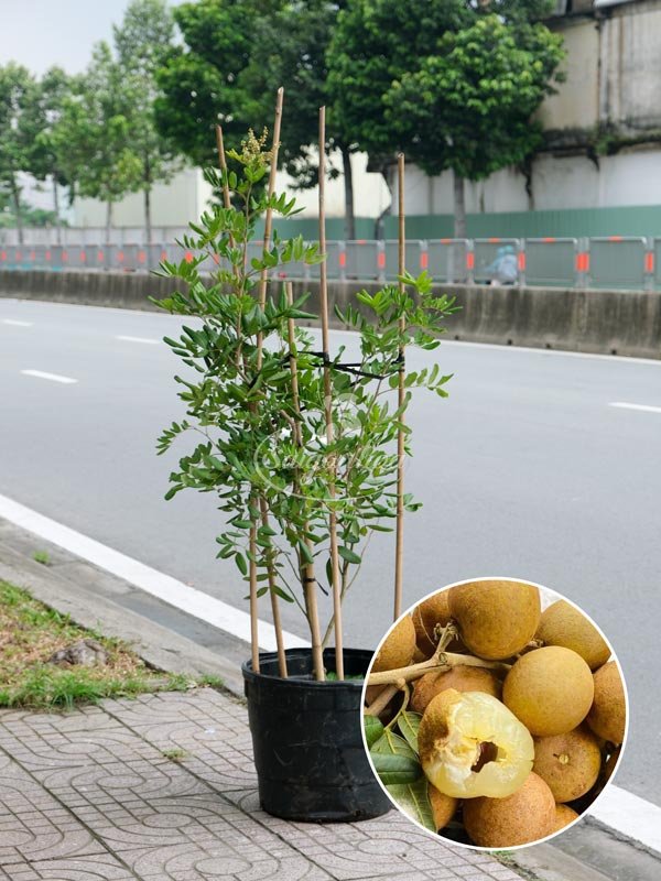 Cây Nhãn Xuồng
