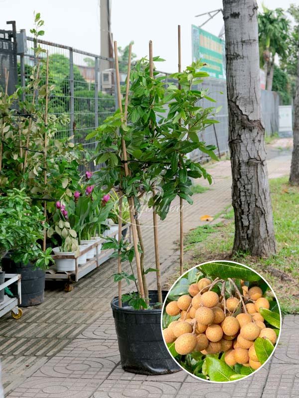Nhãn Long Phụng Châu
