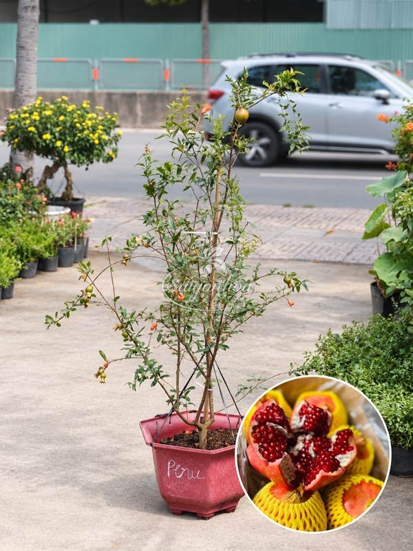 Cây Lựu Peru