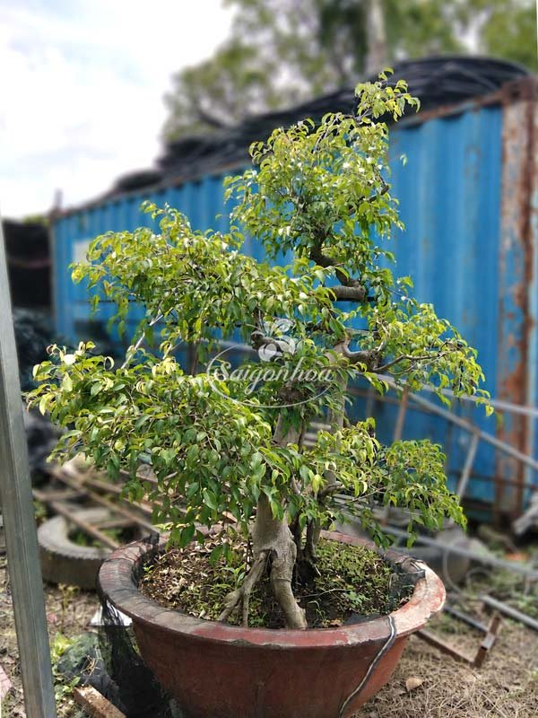 Cây Sanh Bonsai