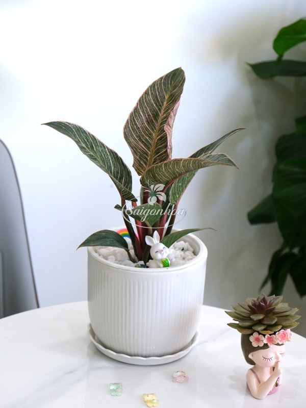 Trầu Bà Kim Cương Gân Đỏ Để Bàn