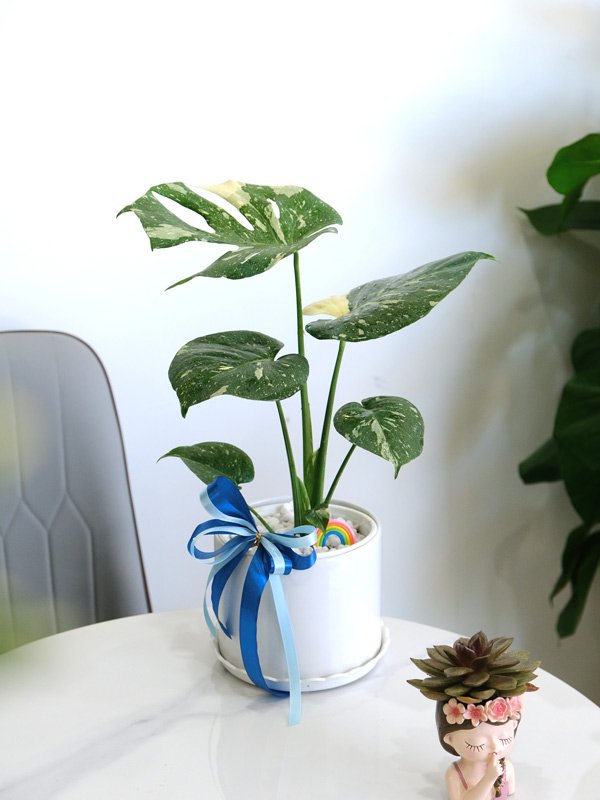 Trầu Bà Lá Xẻ Cẩm Thạch Để Bàn