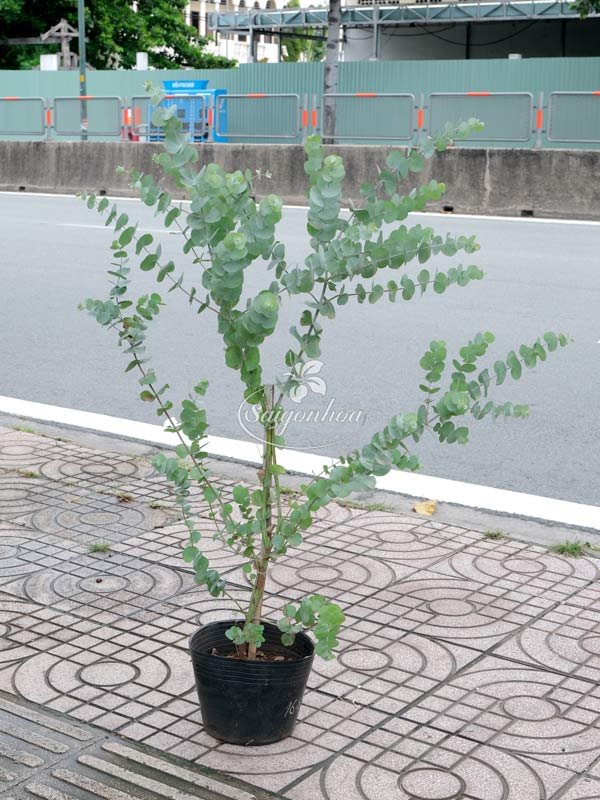 Cây Đô La Bạc