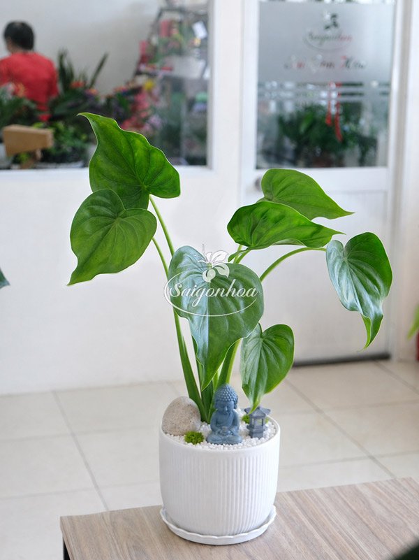 Môn Tai Phật Để Bàn
