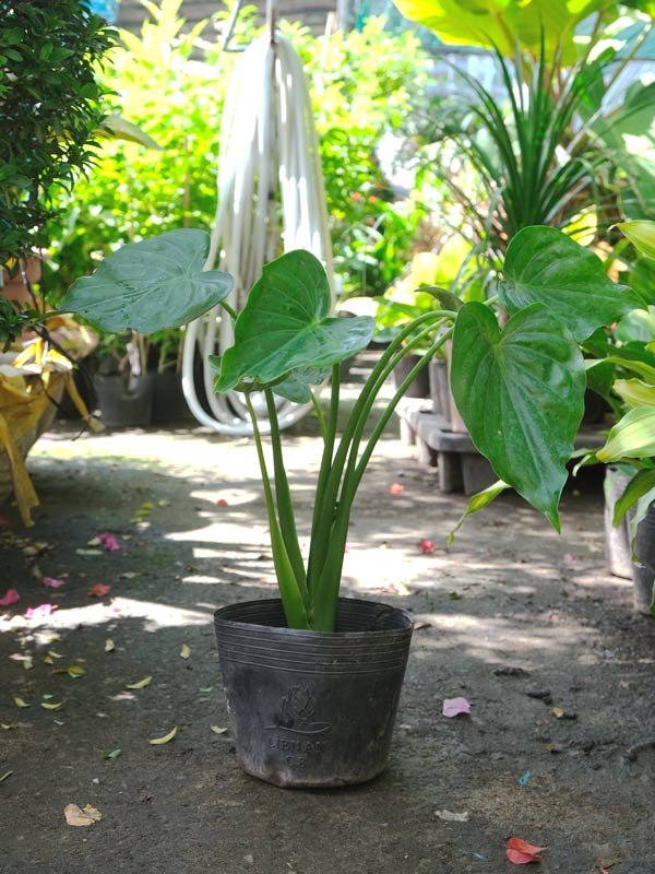 Cây Môn Tai Phật