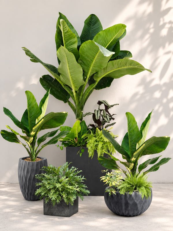 Bộ Cây Đại Phú Gia Big Size
