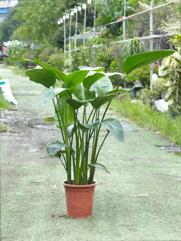 Cây Thiên Điểu Trắng