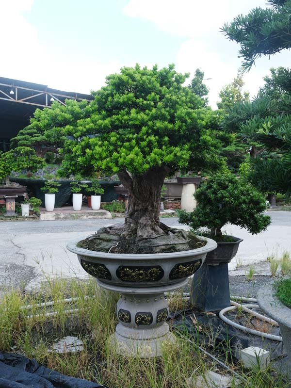 Tùng Kim Cương Trực Tam Đa