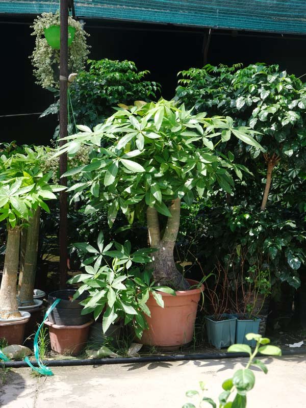 Kim Ngân Củ 2 Nhánh