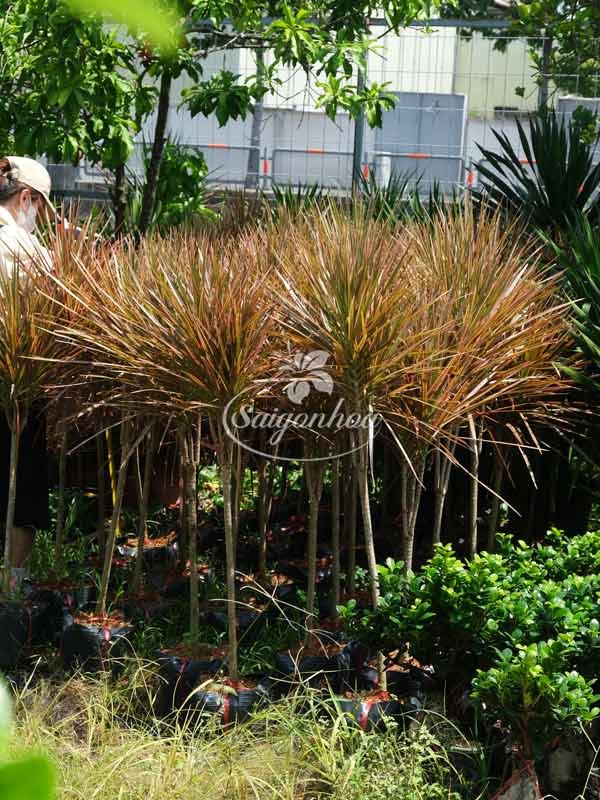 Cây Huyết Dụ Kiếm