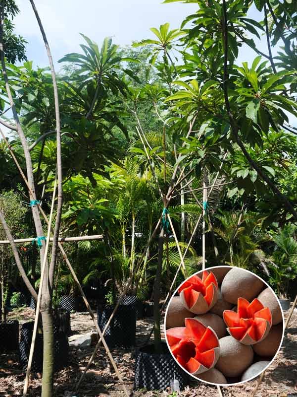 Cây Sapoche Khổng Lồ