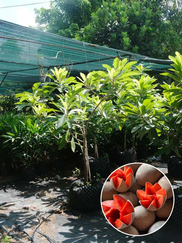 Cây Sapoche Ruột Đỏ Ghép