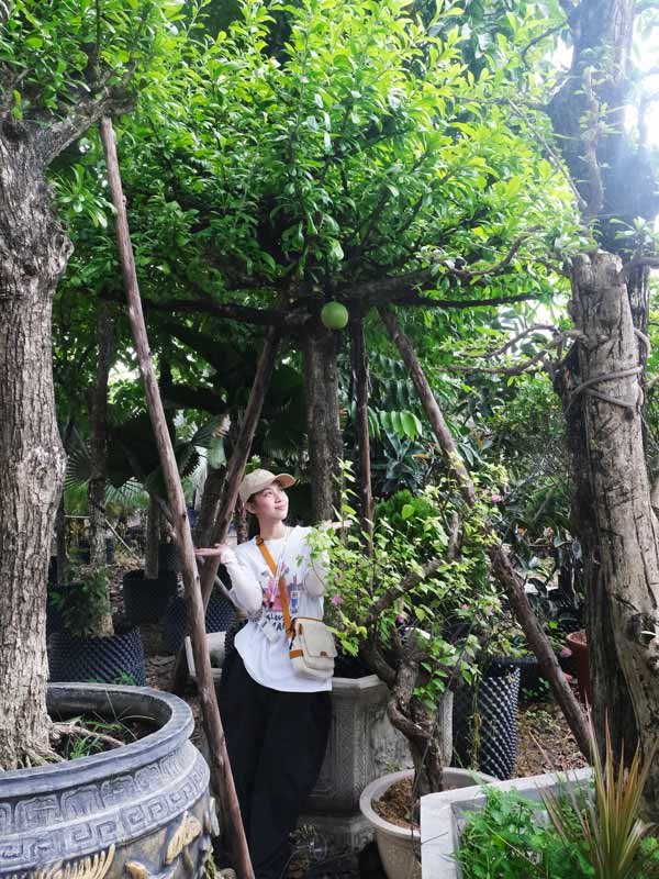 Cây Đào Tiên Dáng Bàn Trà