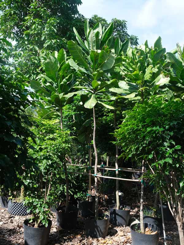 Cây Bàng Vuông