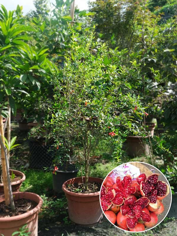 Lựu Đỏ Ấn Độ